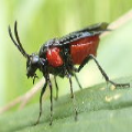 Argidae
