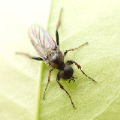 Bibionidae