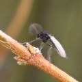 Chironomidae