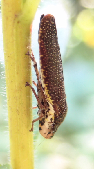 Cicadellidae