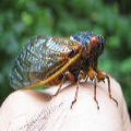 Cicadidae