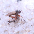 Empididae