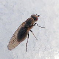 Lauxaniidae