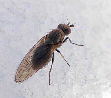 Lauxaniidae