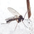 Mycetophilidae