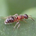 Myrmosidae