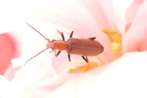 Oedemeridae