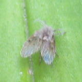 Psychodidae