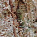 Pteromalidae