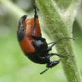 Ripiphoridae