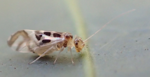 Stenopsocidae