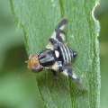 Tephritidae