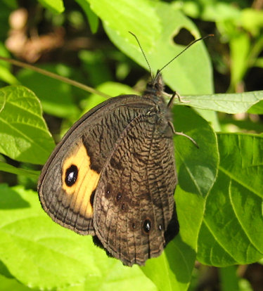 Cercyonis pegala (Common Wood-Nymph)