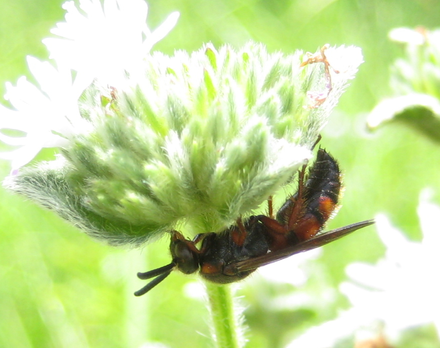 Scolia nobilitata (Noble Scoliid Wasp)