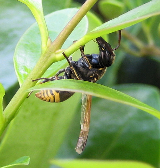 Pachodynerus nasidens (Keyhole Wasp)