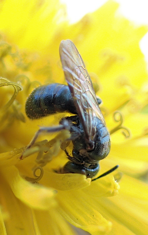 Genus Ceratina (Small Carpenter Bees)