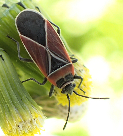 Neacoryphus bicrucis (Whitecrossed Seed Bug)