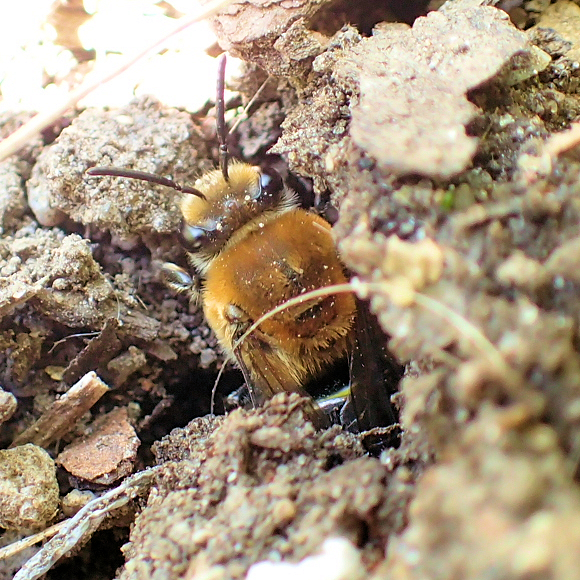 Genus Colletes (Cellophane bees)