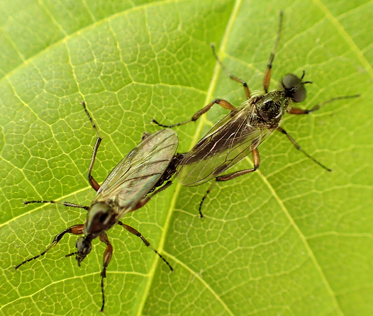 Bibio articulatus