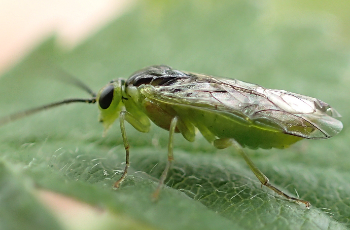 Tenthredinidae (Common Sawflies)