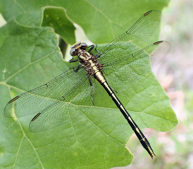 Phanogomphus exilis (Lancet Clubtail)