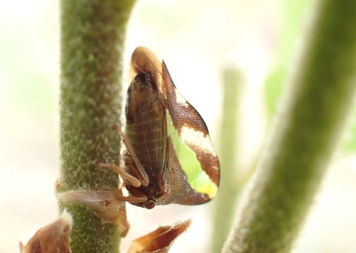 Smilia camelus (Camel Treehopper)