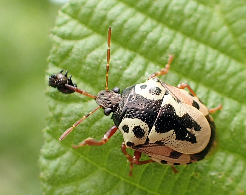 Stiretrus anchorago (Anchor Stink Bug)