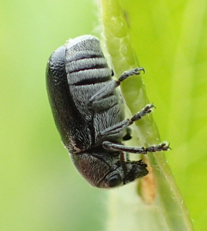 Coleothorpa dominicana