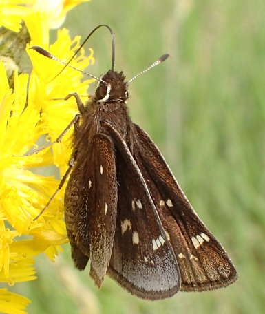 Atrytonopsis hianna (Dusted Skipper)