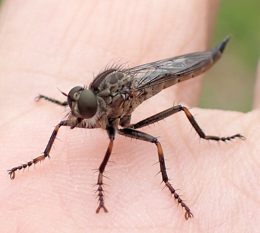 Asilidae (Robber Flies)