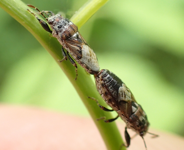 Phlegyas abbreviatus