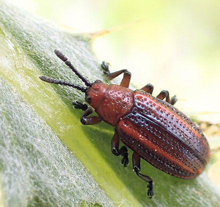 Microrhopala vittata (Goldenrod Leaf Miner)