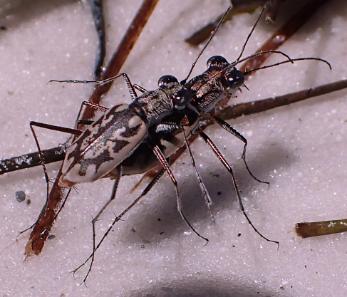 Ellipsoptera hamata (Coastal Tiger Beetle)
