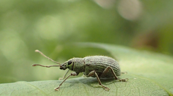Cyrtepistomus castaneus (Asiatic Oak Weevil)