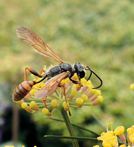 Isodontia elegans (Elegant Grass-carrying Wasp)
