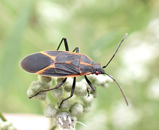 Boisea trivittata (Eastern Boxelder Bug)