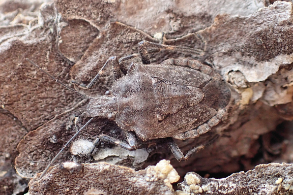 Genus Brochymena (Rough Stink Bugs)