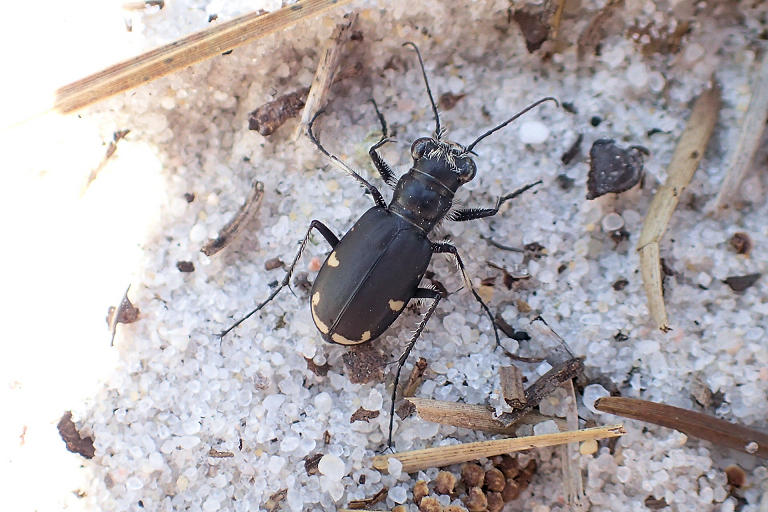 Cicindela scutellaris (Festive Tiger Beetle)