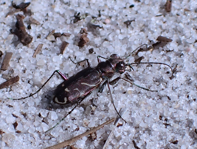 Cicindela tranquebarica (Oblique-lined Tiger Beetle)