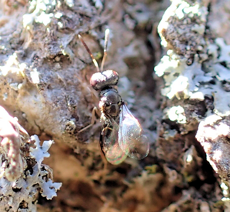 Hymenoptera (Ants, Bees, Wasps and Sawflies)