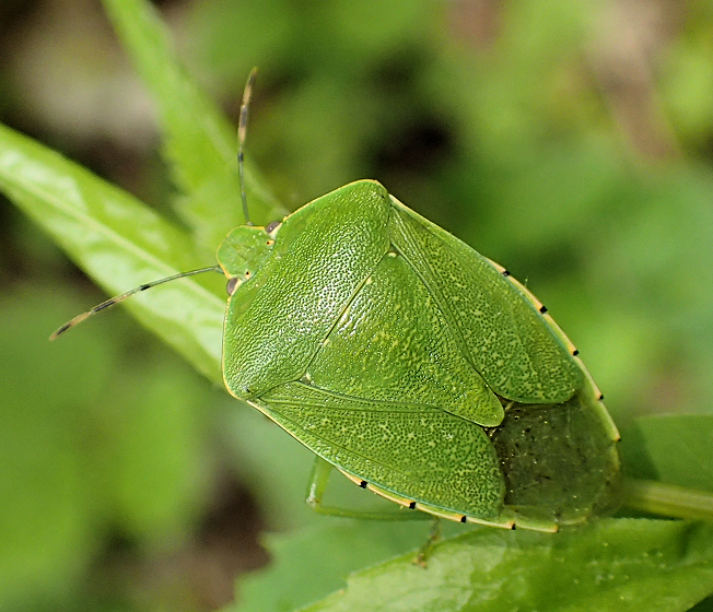 Chinavia hilaris (Common Green Stink Bug)