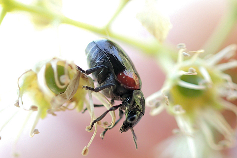 Babia quadriguttata (Eastern Babia)