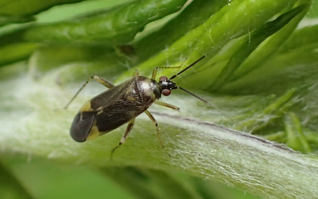 Miridae (Plant Bugs)