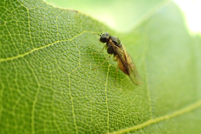 Hymenoptera (Ants, Bees, Wasps and Sawflies)