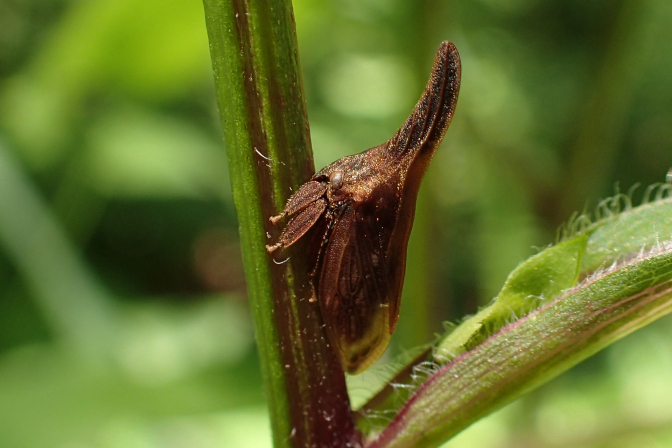 Enchenopa latipes (Wide-footed Treehopper)