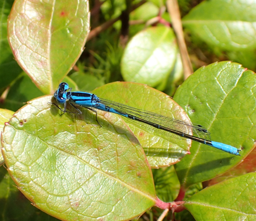 Enallagma aspersum (Azure Bluet)