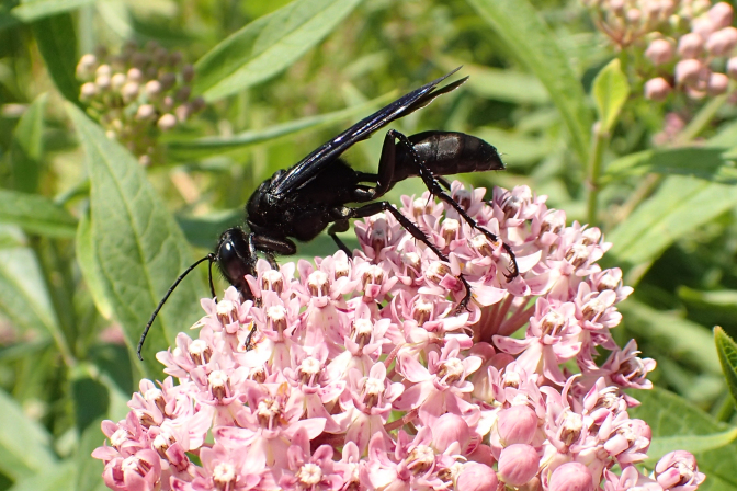 Sphex pensylvanicus (Great Black Digger Wasp)