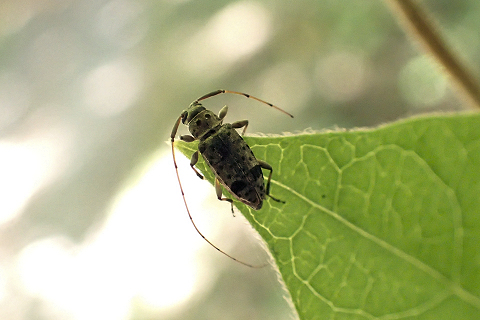 Hyperplatys maculata