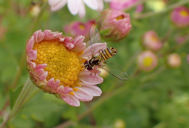Allograpta obliqua (Common Oblique Syrphid Fly)