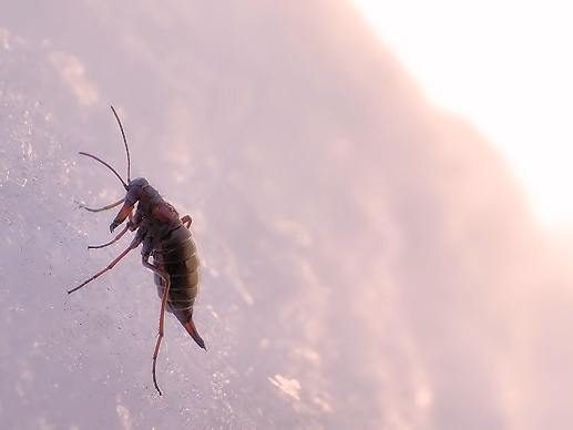 Boreus nivoriundus (Snow-born Boreus)